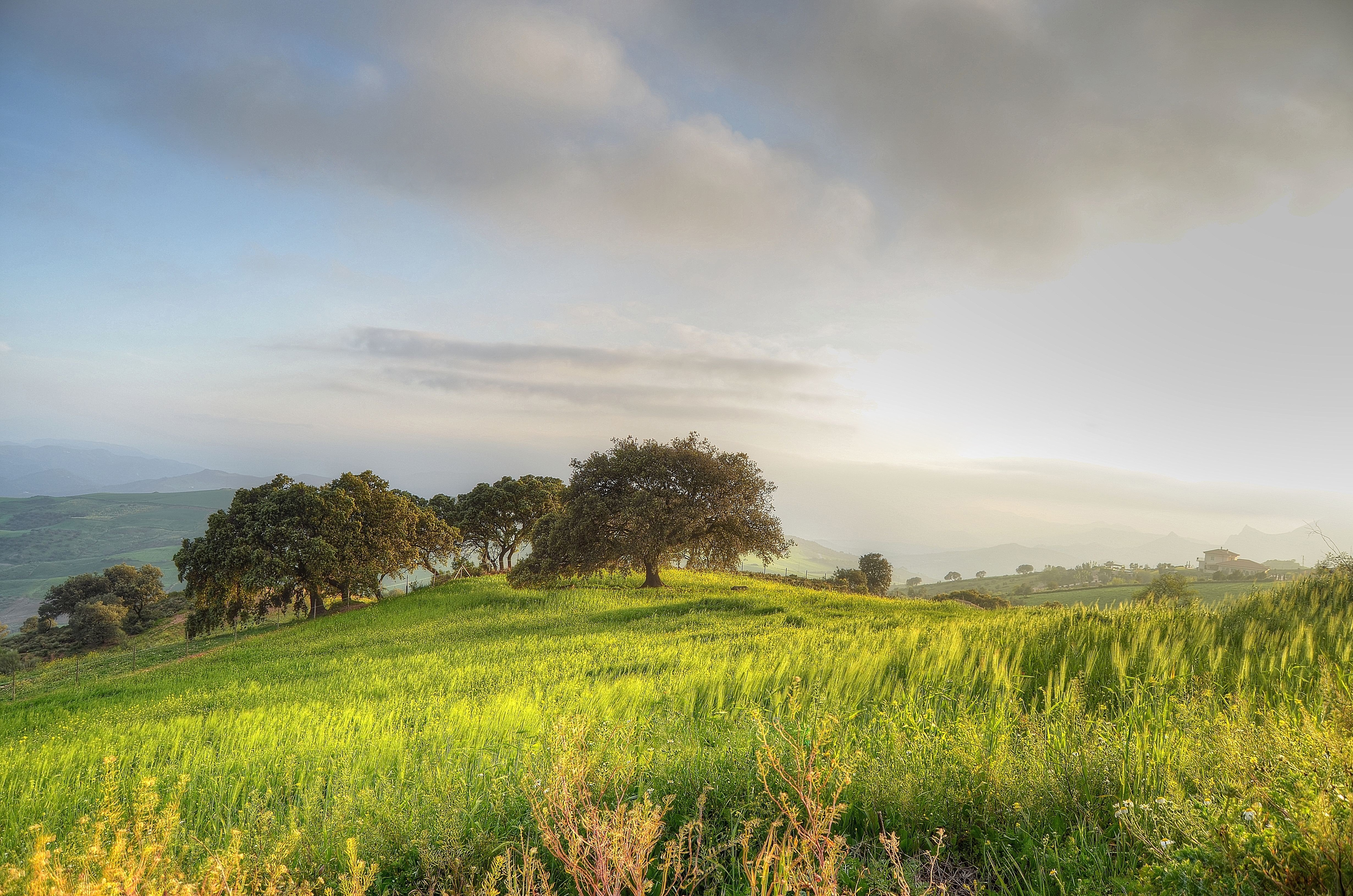 Blowing Grasses of Field