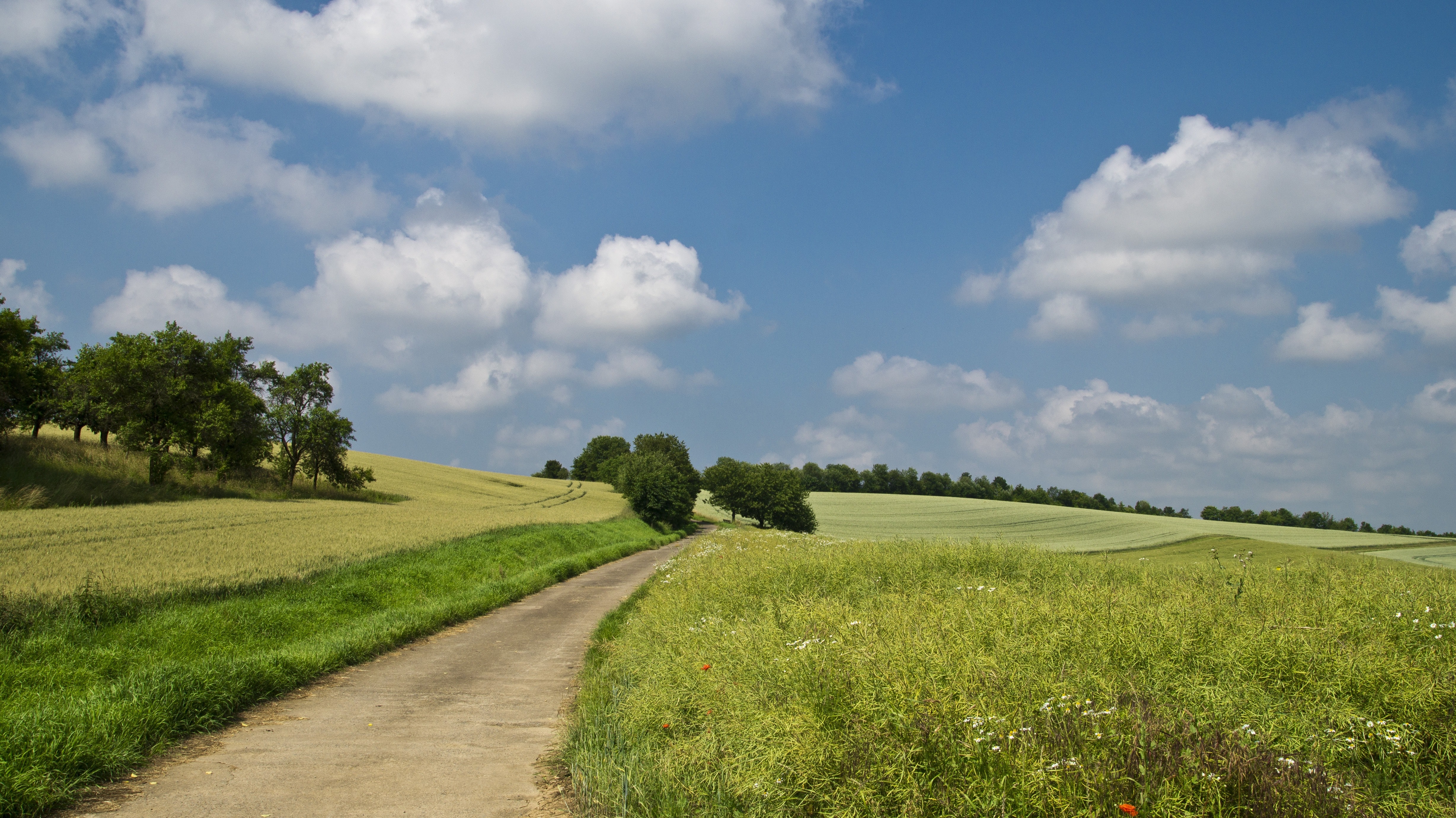 Road through Fields