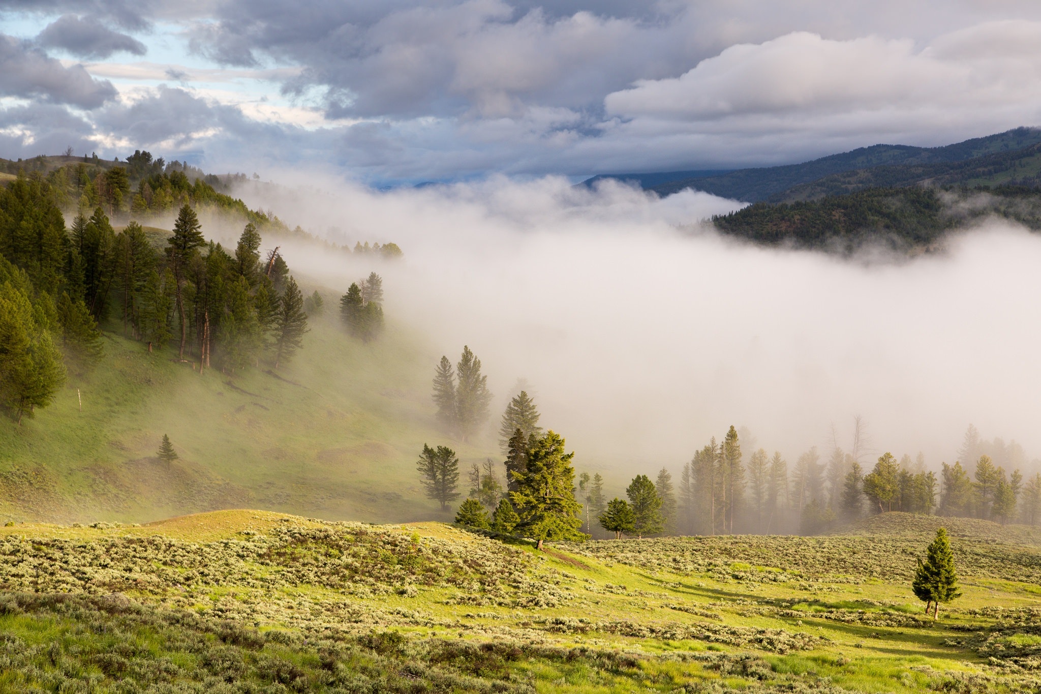 Fog Over Pastureland