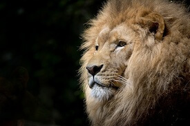 confident-christian-leadership confident-christian-leadership