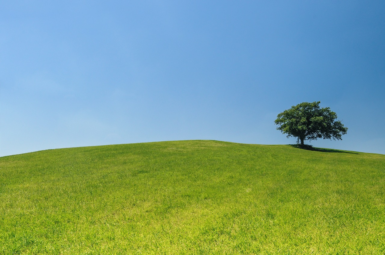 Hill with a Quiet Tree for Thinking